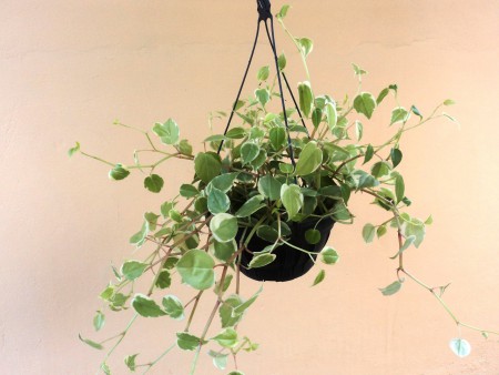  Peperomia scandens